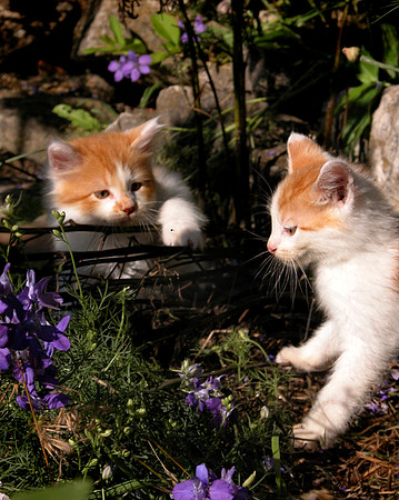Flowerbed Kittens